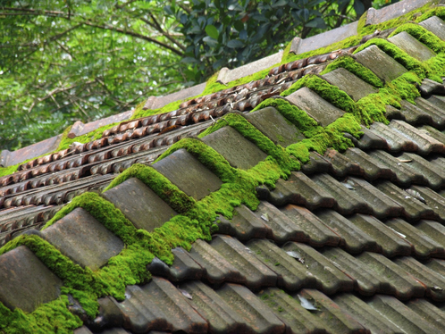 Démoussage de toiture à Chambéry